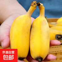 京喜加 新鲜现摘广西小米蕉青皮发货放熟吃新鲜水果当季直发 酸甜小米蕉带箱9斤