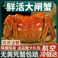 秋觅阳澄源头直发大闸蟹螃蟹全母蟹2两8只
