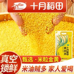 十月稻田 黄小米