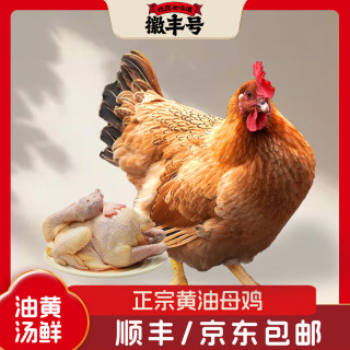 徽丰号 正宗一年以上黄油老母鸡每只两斤以上谷饲喂养包邮