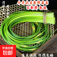 农家自种蒜苔生鲜超市品质蒜薹蔬菜调料凉拌炒制蒜苔批发 河北净重1.8斤