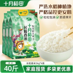 十月稻田 长粒香米 东北大米