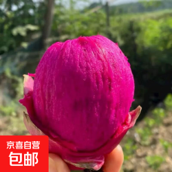 广西红心火龙果4粒装（单果200g+）净重1.6斤起（9.9包邮页面10/14/18点抢券）