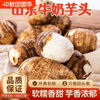 移动端：山东正宗牛奶芋头新鲜小芋头毛芋头当季芋艿香芋软糯香甜现挖