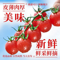 8折于之前推荐！串收小番茄新品玲珑串 净重1kg