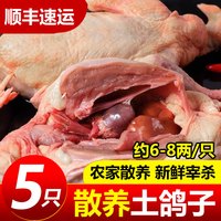 嵩海生鲜 鸽子新鲜现杀5年土鸽子农家散养鸽子肉炖煲汤鲜活乳鸽生鲜老鸽子