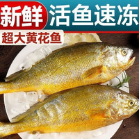 黄花鱼深海大黄花鱼新鲜冷冻水产鲜活海鱼深海大黄鱼海鲜正宗宁德大黄鱼