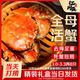  今日必买：江问鱼 每只18元！大闸蟹全母3.0两-3.3两 8只现货礼盒装（去绳足重、死蟹包赔，另有小号款可选）　
