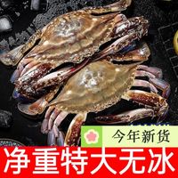 梭子蟹特大公蟹海鲜新鲜活速冻螃蟹海蟹青蟹白蟹飞蟹黄海蟹直发