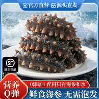 癸尔至水产（GUIERZHIAQUATIC）鲜食新鲜烟台海参 深海刺参生鲜 日常食补家庭自享装 家庭装一斤6头