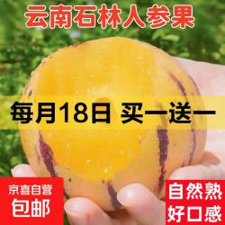 京喜 云南石林人参果正宗火山岩人生果应季特大果新鲜水果 -京顶鲜 甄选果 1斤装净重0.8斤