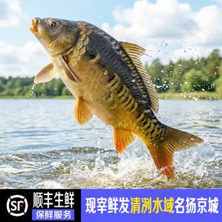 禾人 东北三道鳞鱼 净膛 生鲜水产