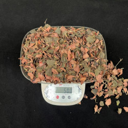 正宗金线莲草药正品叶子植物小苗培养煮水煲汤养生佳品特价