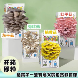 蘑菇种植菌包儿童蘑菇玩具科学小实验平菇观察日记