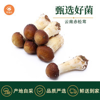 食菌纪 新鲜菌菇现采炖汤煲汤火锅食材时令蘑菇京东生鲜发货 新鲜赤松茸 1000g（250g/盒*4）