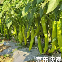 新鲜采摘山东尖椒薄皮微辣青椒黄皮大尖椒辣椒肉厚脆嫩 净重1.8斤
