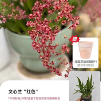 海蒂的花园 梦香文心兰 带花苞 含盆 盆栽