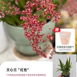海蒂的花园 梦香文心兰 带花苞 含盆 盆栽