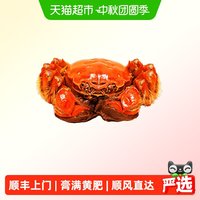 移动端、88VIP：阳澄格调大闸蟹全母蟹鲜活螃蟹现货水产礼盒海鲜中秋送礼