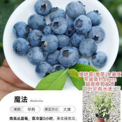 海蒂的花园 旗舰店蓝莓树果苗盆栽带花或带果水果树苗阳台花卉绿植