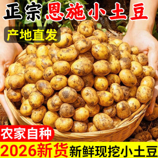 恩施 正宗恩施小土豆现挖湖北新鲜黄心土豆当季蔬菜整箱迷你马铃薯洋芋 2500g 小土豆