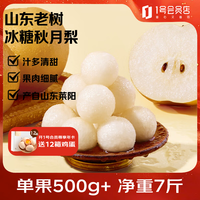1号会员店 山东老树冰糖秋月梨 单果500g+ 果王 净重7斤新鲜水果源头直发