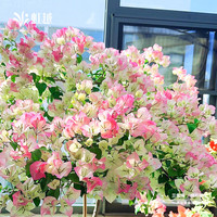 虹越 三角梅盆栽苗 绿叶樱花 170#带盆