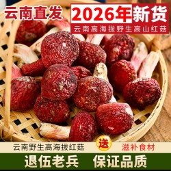 云南土特产旗舰店 营养菌菇类干货 野生红菇 红蘑 非福建野生500g