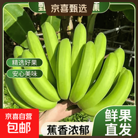 京喜加 当季甜蕉高山香蕉新鲜广西水果现摘青蕉发货 带箱8斤（实惠） 青皮变软可食