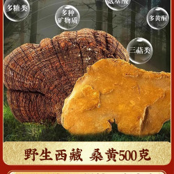 华医圣 桑黄中药材正宗非西藏野生灵芝茶菌包片泡水小努桑树藏桑黄的功效