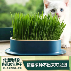平替好物精选种猫新鲜改善清洁猫草猫猫猫咪背包玩具自嗨解闷神器