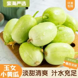 山东玉女小黄瓜3斤淡甜清爽 汁水充足
