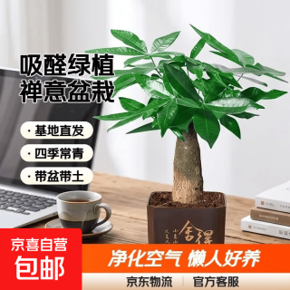 发财树盆栽室内植物客厅吸甲醛好养活净化空气办公室花卉桌面绿植 单杆发财树+塑料四方舍得盆