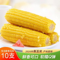 王老宝 26年东北糯玉米 小黄糯10支 单支180g左右