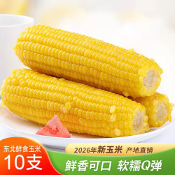 王老宝 26年东北糯玉米 小黄糯10支 单支180g左右