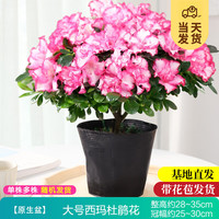 开时果 杜鹃花盆栽（带花苞发货）四季开花苗室内花卉绿植鲜花植物盆景 大号西玛+原生袋（28-35cm）