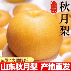 粤迎 山东秋月梨新鲜水果冰糖梨脆甜多汁好吃不贵当季水果盒装年货送礼 5斤优选装净4.5斤