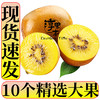 淳果一木 黄心猕猴桃 金果奇异果猕猴桃四川 新鲜水果生鲜水果 10个 精选大果 单果100克+