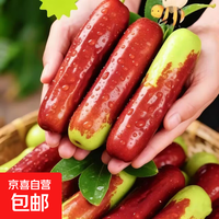 新品贵族水果长枣树苗手指枣树苗适合南北方种植盆栽庭院地栽 6年苗（结果苗）