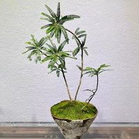 绿丝绦 海岛叶下珠盆栽 小桩苗造型1棵