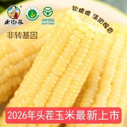 老街基 26年头茬白糯玉米8棒粘苞米真空装速食非转基因新鲜