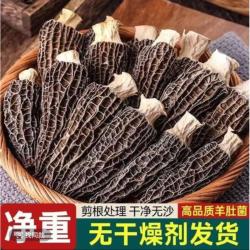 干羊肚菌-2025新货（精品-大颗）头茬羊肚菌-高山林地