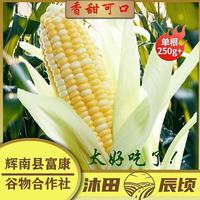 东北特产长白山鲜食玉米（180克/220克）10棒包邮