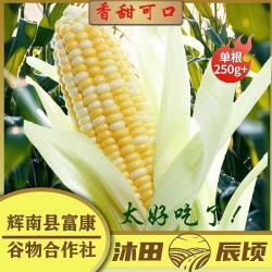 东北特产长白山鲜食玉米（180克/220克）10棒包邮