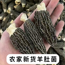 农家干羊肚菌2两装到手约66根装 新货干羊肚菌干货  肉厚鲜嫩煲汤