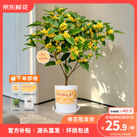 京东鲜花 桂花盆栽 土培绿植 家庭观赏