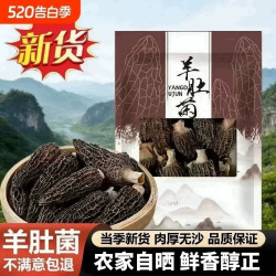 果官宣 高品质精选羊肚菌干货煲汤鲜美农家批发特产食材干净