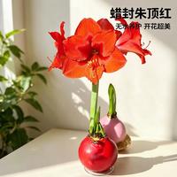 京东鲜花 朱顶红蜡球礼盒款盆栽