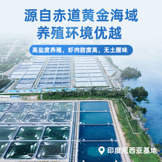 通威虾 印尼海水白对虾 三去无虾线 500g