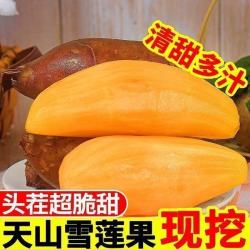 正宗云南天山雪莲果脆甜水果应季现挖新鲜整箱彩箱